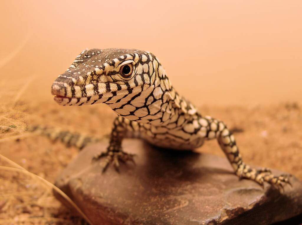 Juvenile Perentie (Varanus giganteus), Alice Springs Reptile Centre NT
