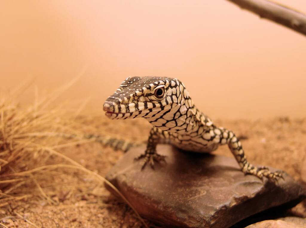 Juvenile Perentie (Varanus giganteus), Alice Springs Reptile Centre NT