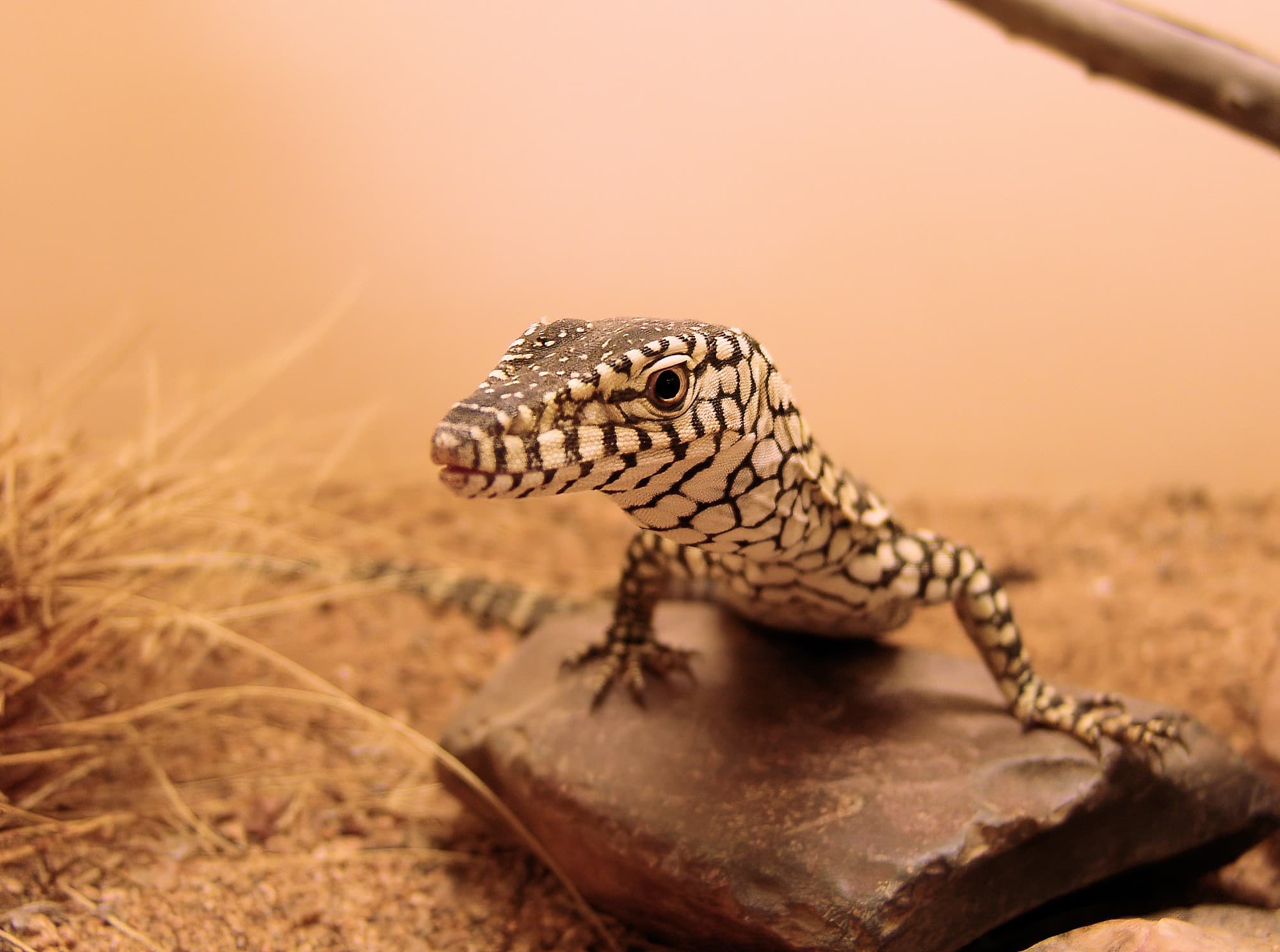 Juvenile Perentie (Varanus giganteus), Alice Springs Reptile Centre NT