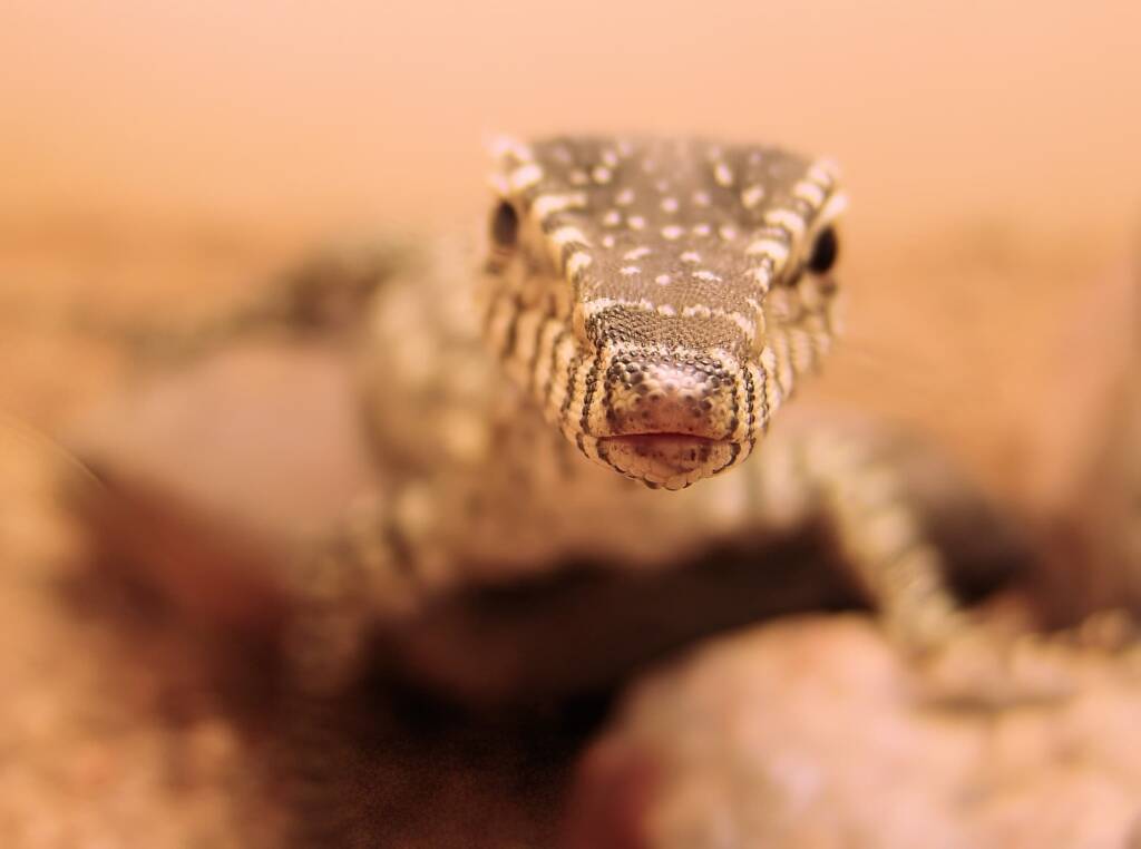 Juvenile Perentie (Varanus giganteus), Alice Springs Reptile Centre NT