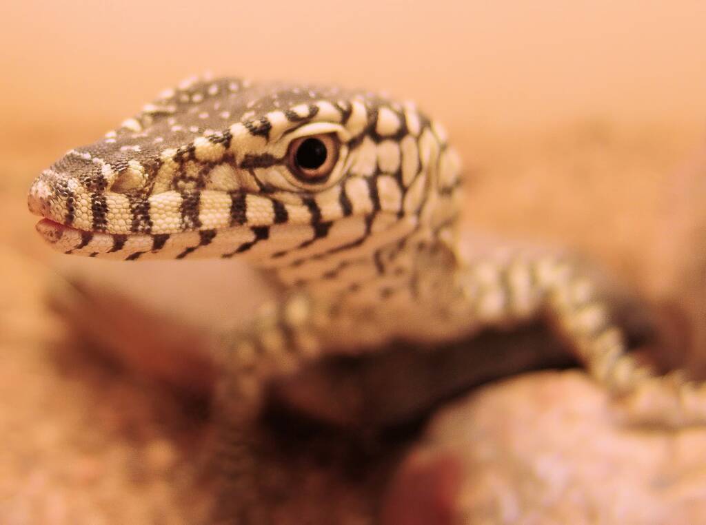 Juvenile Perentie (Varanus giganteus), Alice Springs Reptile Centre NT