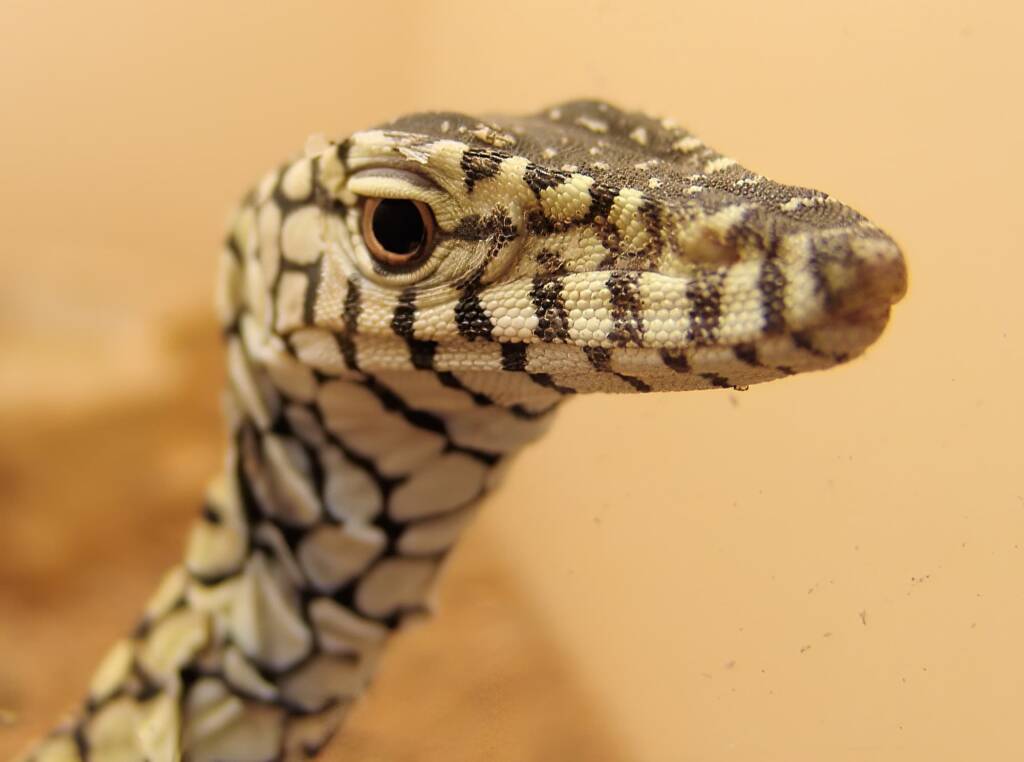 Juvenile Perentie (Varanus giganteus), Alice Springs Reptile Centre NT