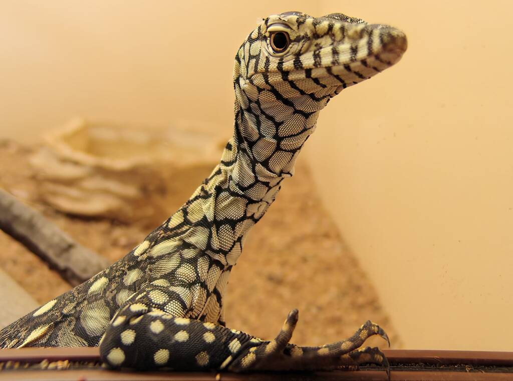 Juvenile Perentie (Varanus giganteus), Alice Springs Reptile Centre NT