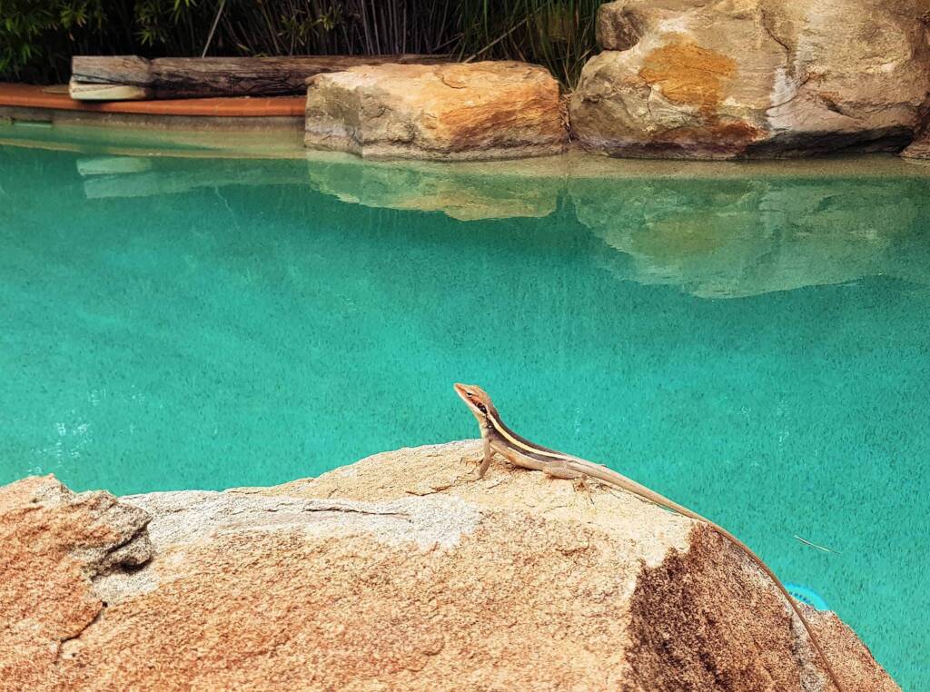 Long-nosed Dragon (Gowidon longirostris), Alice Springs, NT