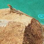 Long-nosed Dragon (Gowidon longirostris), Alice Springs, NT