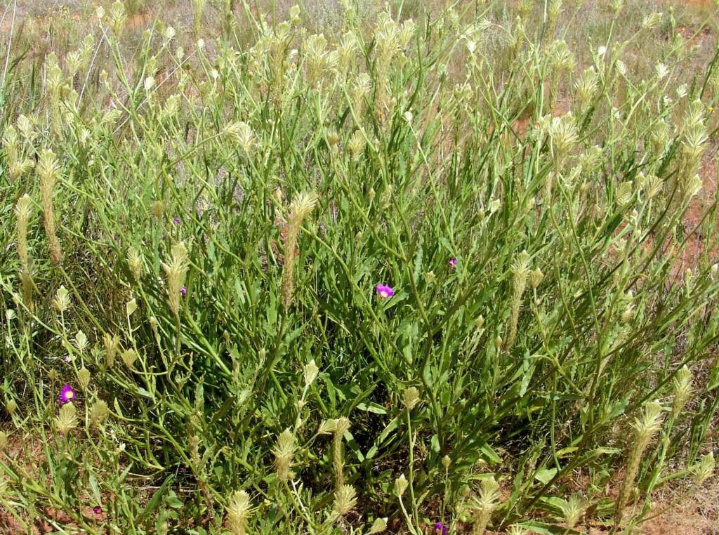 Longtails (Ptilotus polystachyus), Ilparpa Claypans, Alice Springs NT