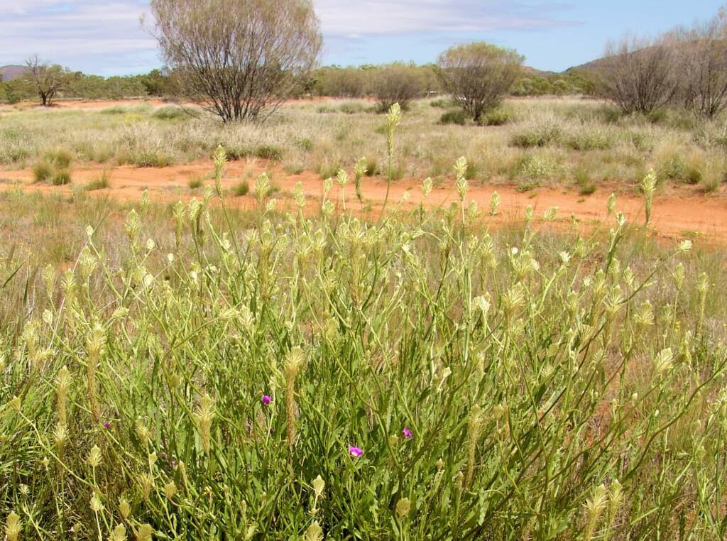 Longtails (Ptilotus polystachyus), Ilparpa Claypans, Alice Springs NT