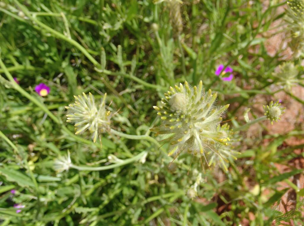 Longtails (Ptilotus polystachyus), Ilparpa Claypans, Alice Springs NT