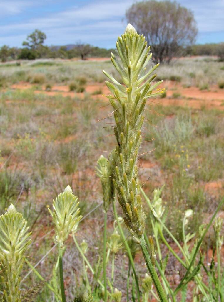 Longtails (Ptilotus polystachyus), Ilparpa Claypans, Alice Springs NT