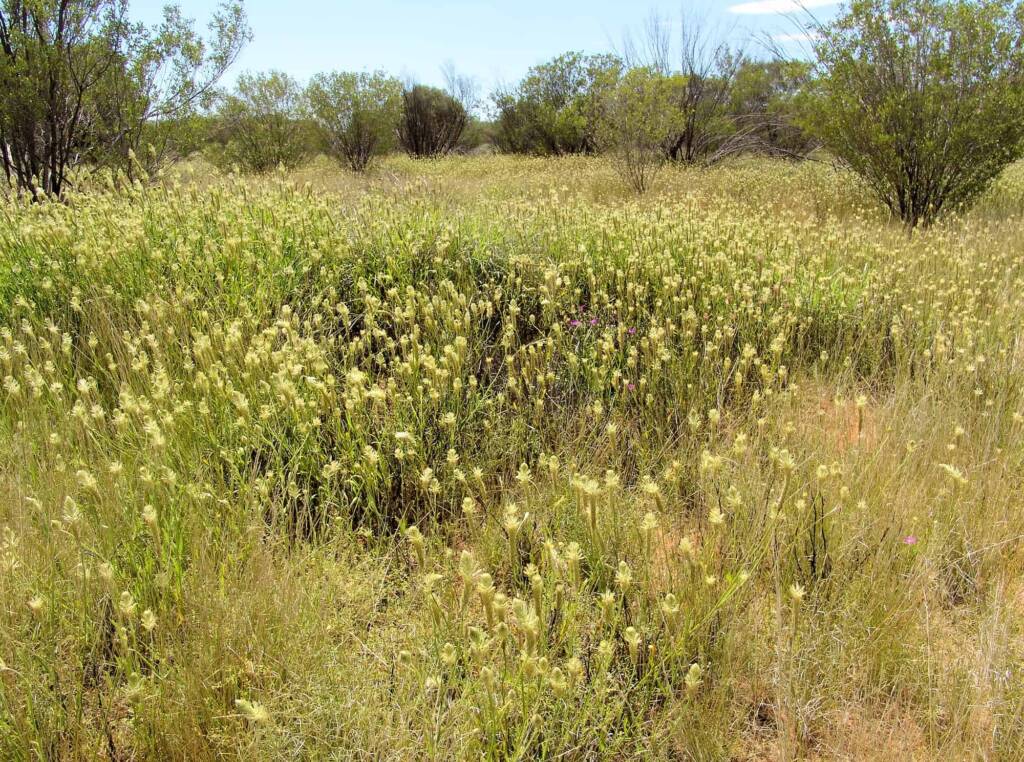 Longtails (Ptilotus polystachyus), Ilparpa Claypans, Alice Springs NT