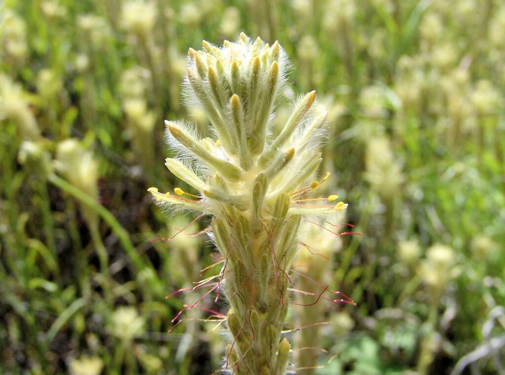 Longtails (Ptilotus polystachyus), Ilparpa Claypans, Alice Springs NT