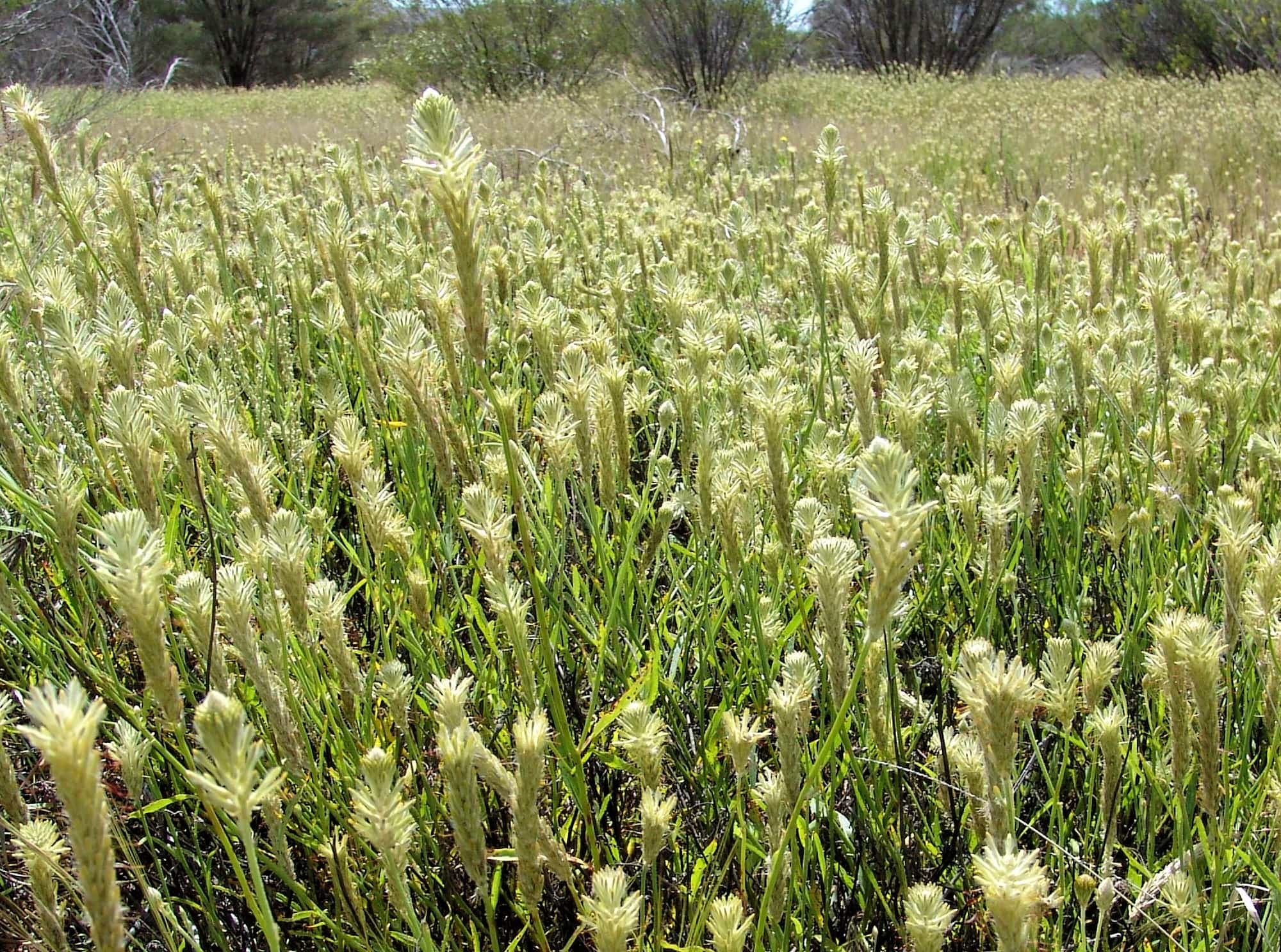 Longtails (Ptilotus polystachyus), Ilparpa Claypans, Alice Springs NT