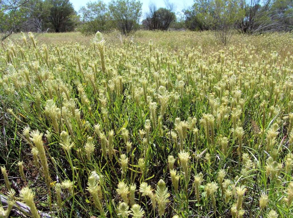 Longtails (Ptilotus polystachyus), Ilparpa Claypans, Alice Springs NT