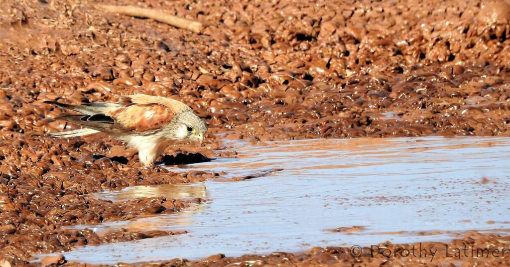 Nankeen Kestrel (Falco cenchroides), Ilparpa Claypans, Alice Springs NT © Dorothy Latimer