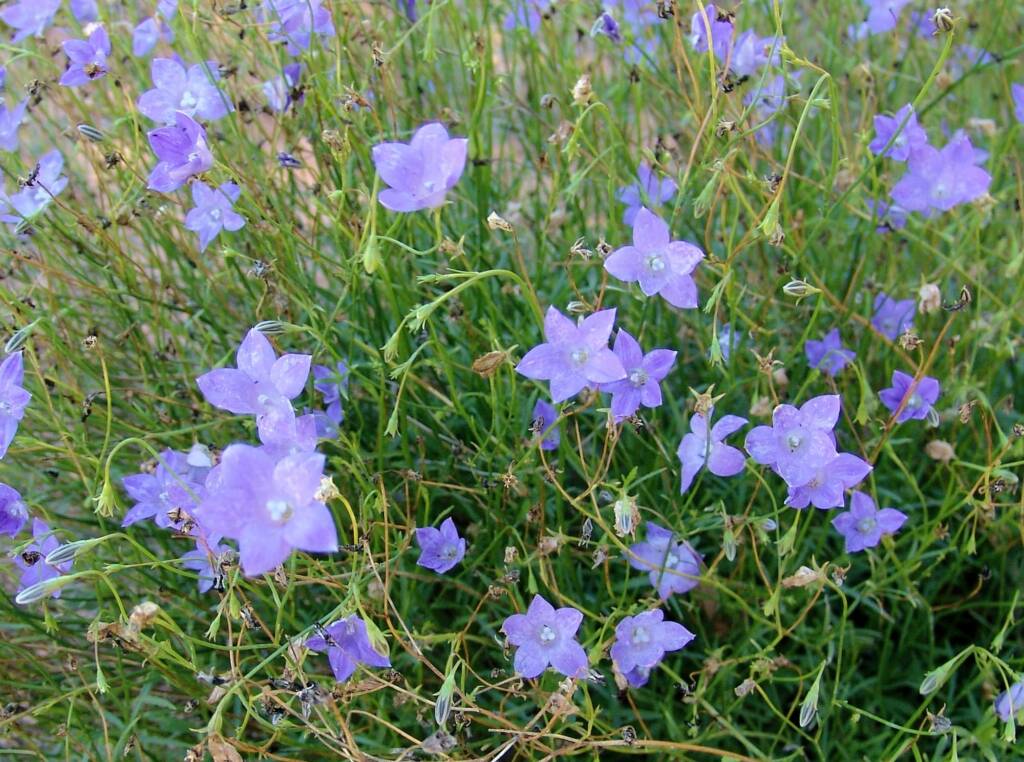Native Bluebell (Wahlenbergia gracilis), Araluen Cultural Precinct, Alice Springs NT