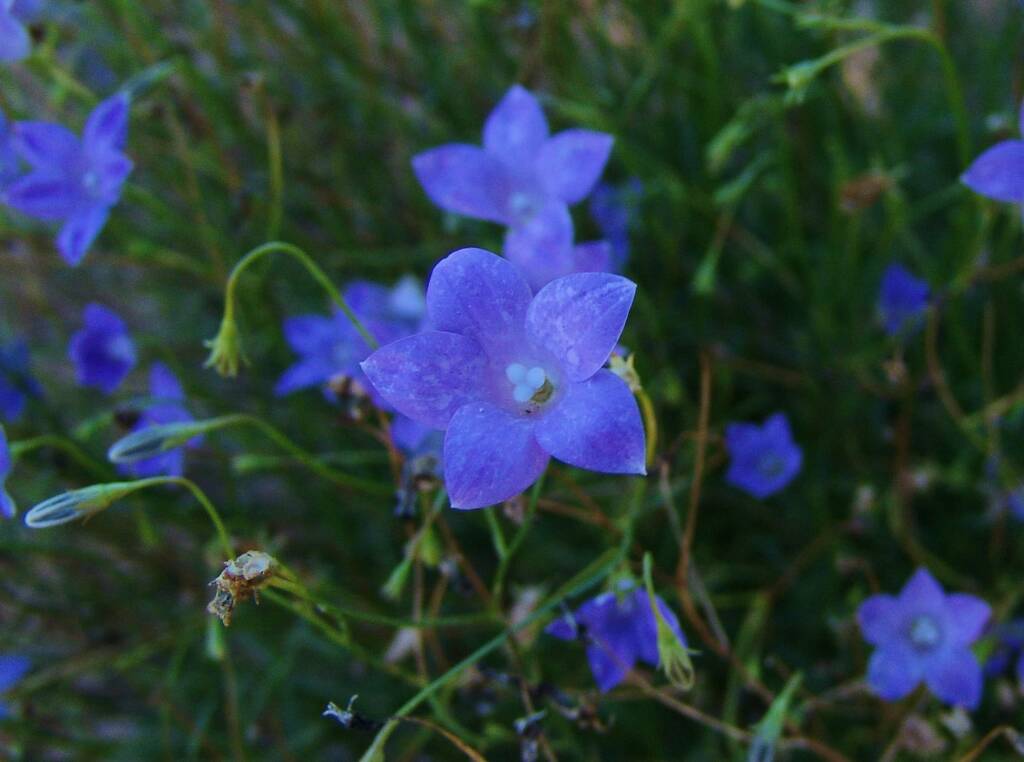 Native Bluebell (Wahlenbergia gracilis), Araluen Cultural Precinct, Alice Springs NT