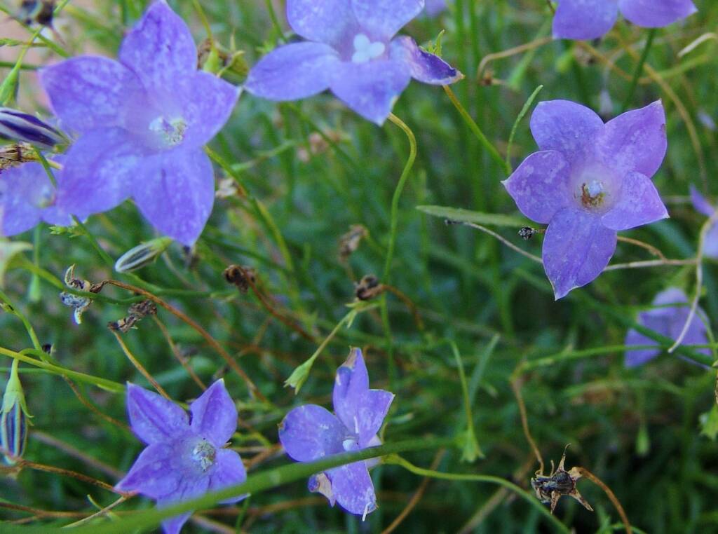Native Bluebell (Wahlenbergia gracilis), Araluen Cultural Precinct, Alice Springs NT