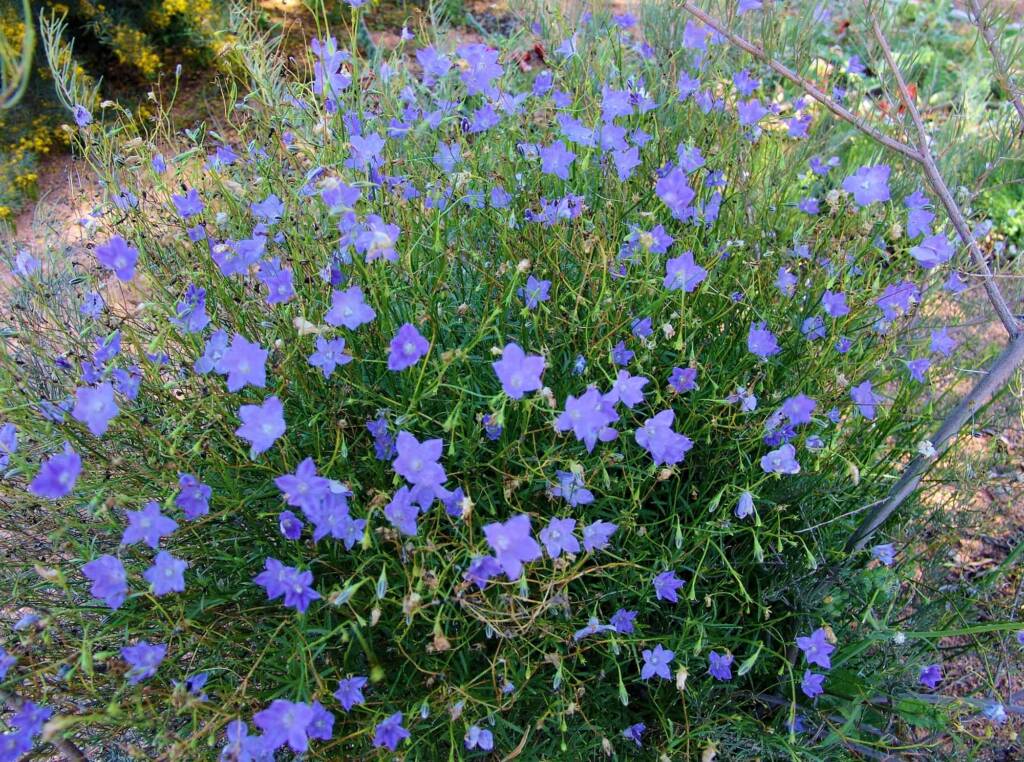 Native Bluebell (Wahlenbergia gracilis), Araluen Cultural Precinct, Alice Springs NT