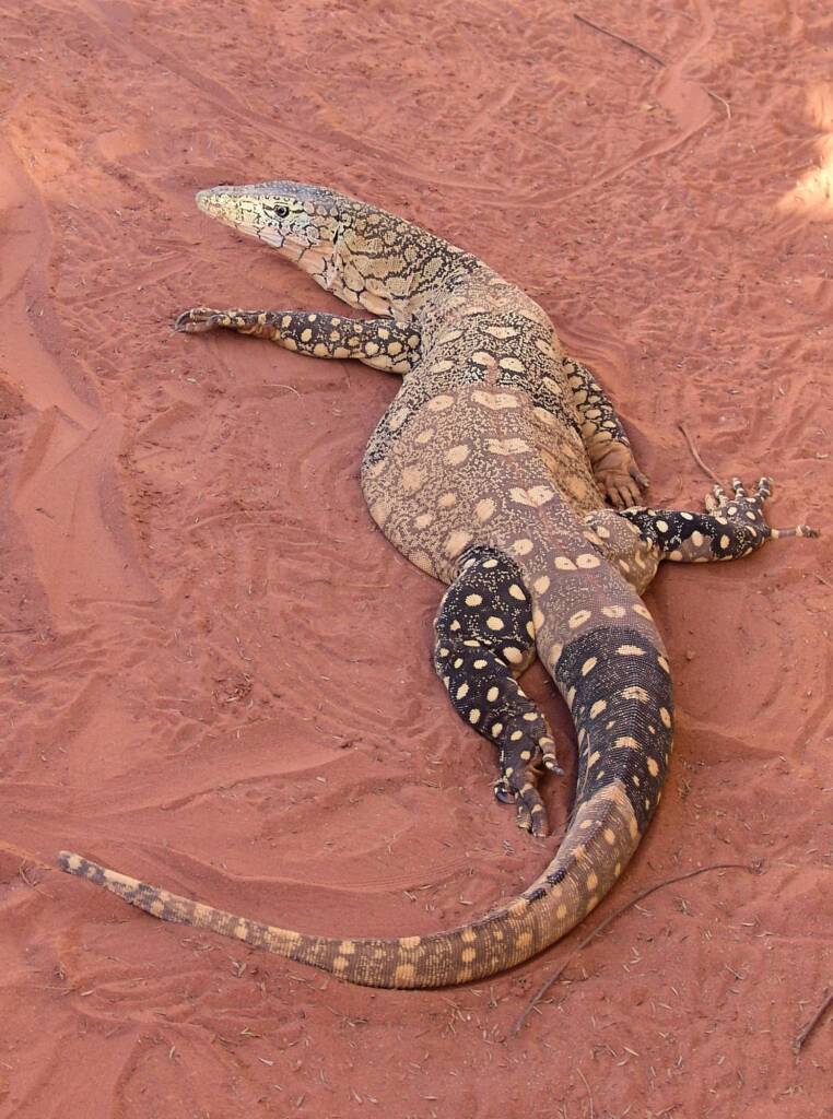 Perentie (Varanus giganteus), Alice Springs Reptile Centre NT