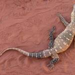 Perentie (Varanus giganteus), Alice Springs Reptile Centre NT