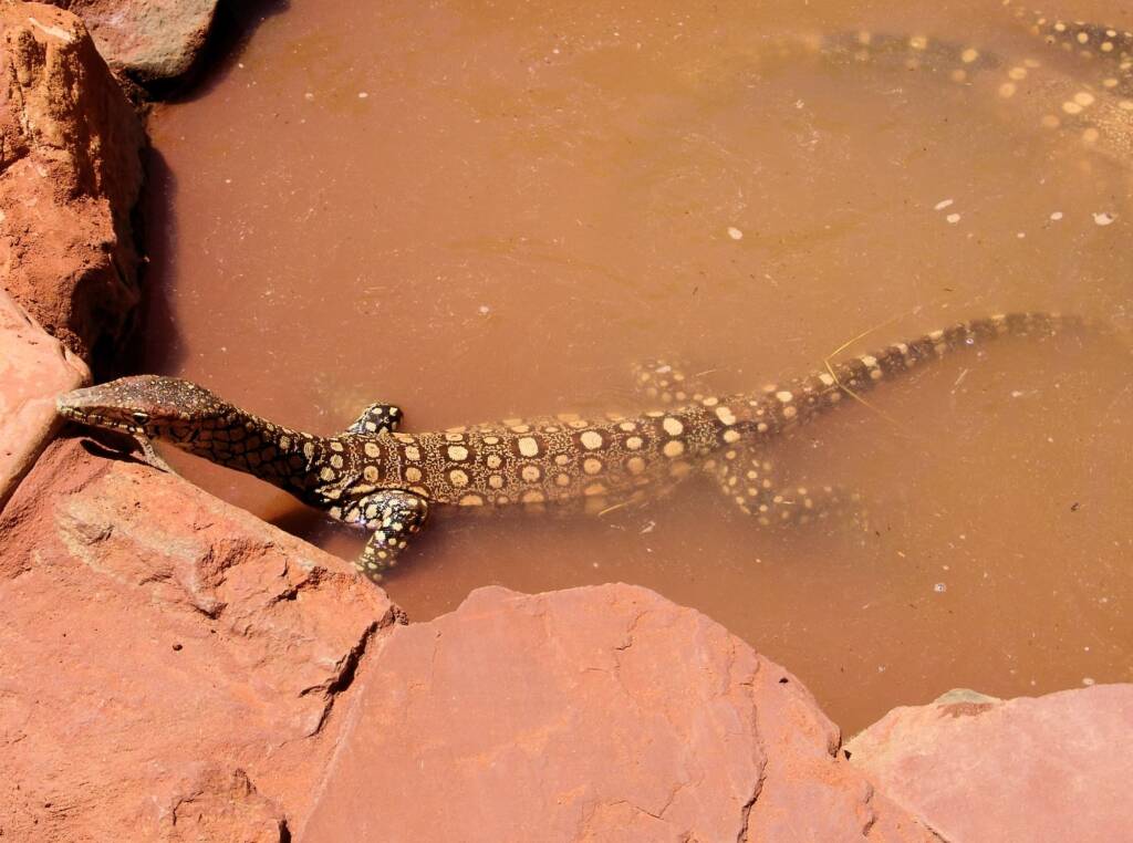 Perentie (Varanus giganteus), Alice Springs Reptile Centre NT