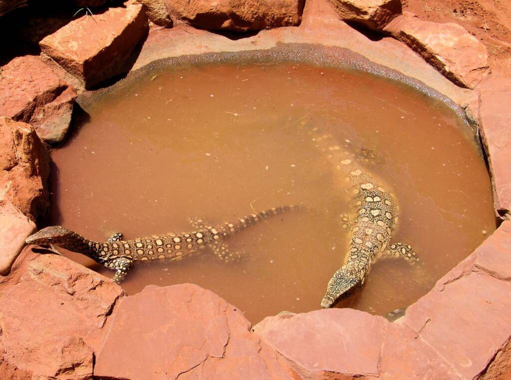 Perenties (Varanus giganteus), Alice Springs Reptile Centre NT