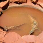 Perenties (Varanus giganteus), Alice Springs Reptile Centre NT