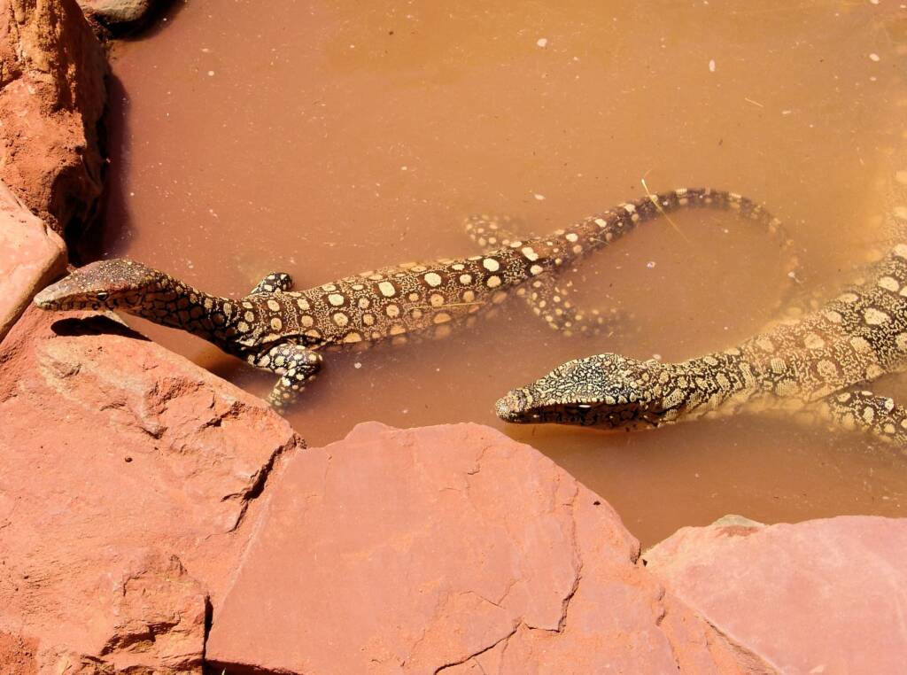 Perenties (Varanus giganteus), Alice Springs Reptile Centre NT