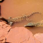 Perenties (Varanus giganteus), Alice Springs Reptile Centre NT