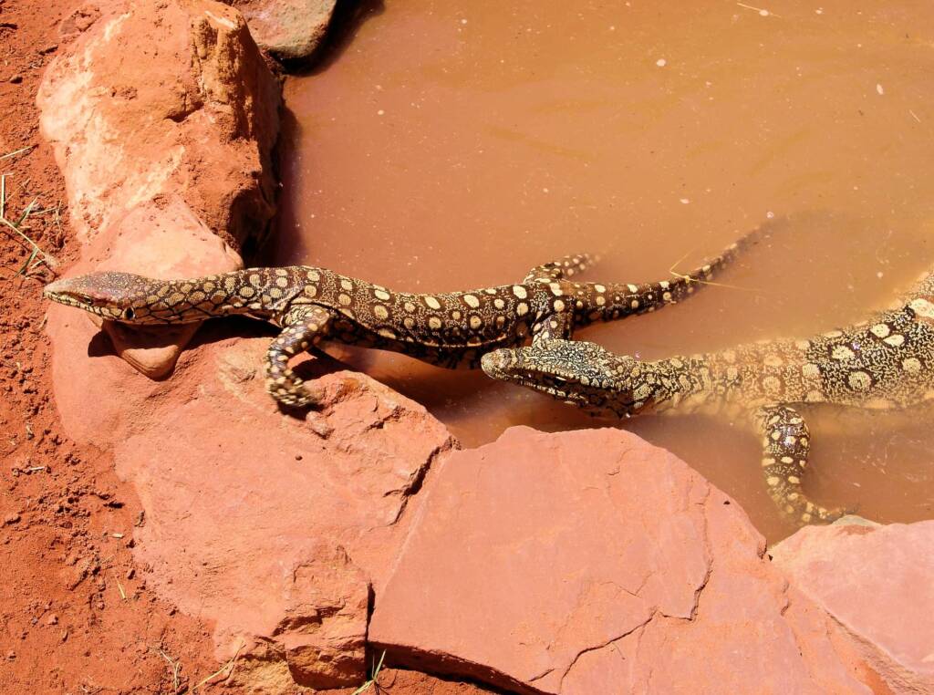 Perenties (Varanus giganteus), Alice Springs Reptile Centre NT