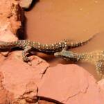 Perenties (Varanus giganteus), Alice Springs Reptile Centre NT