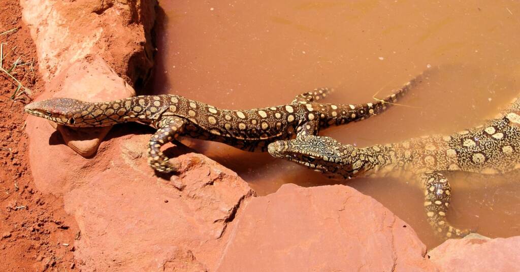 Perenties (Varanus giganteus), Alice Springs Reptile Centre NT