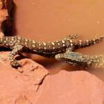 Perenties (Varanus giganteus), Alice Springs Reptile Centre NT