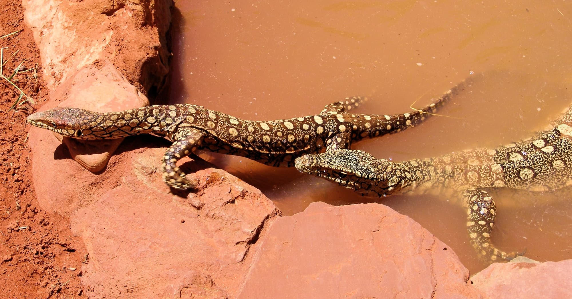 Perenties (Varanus giganteus), Alice Springs Reptile Centre NT