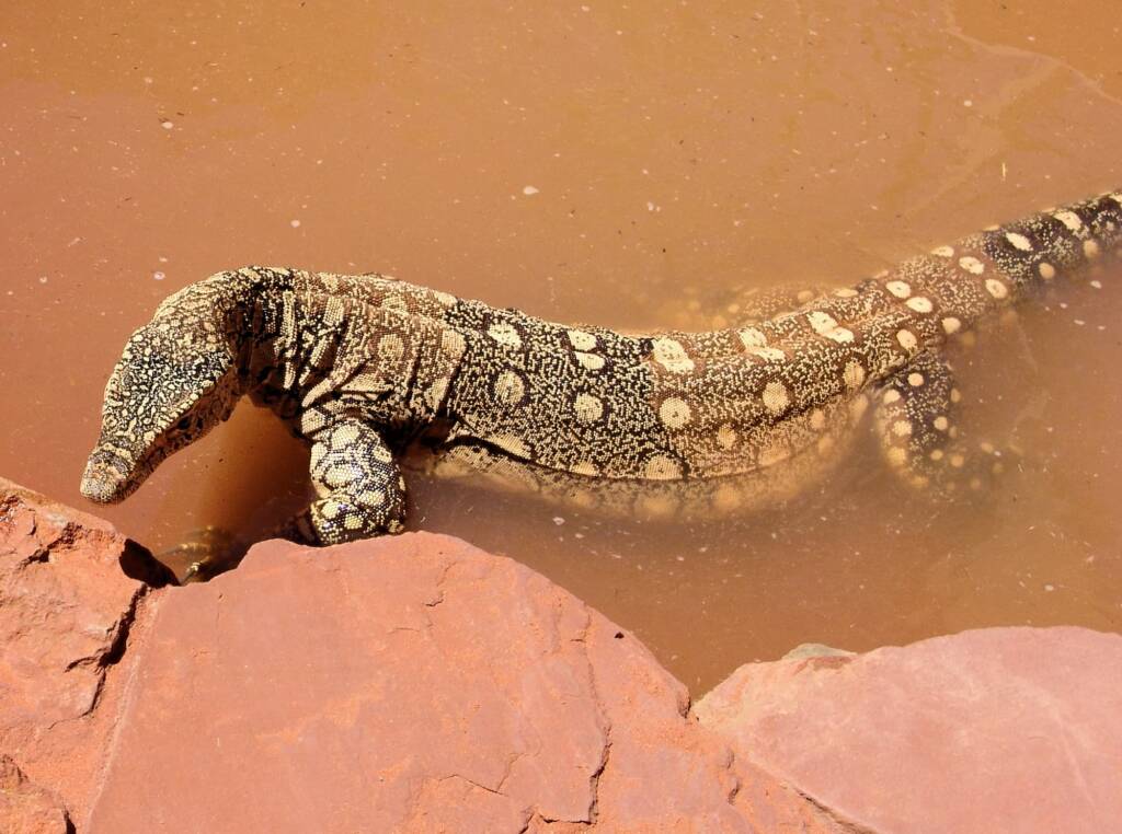 Perentie (Varanus giganteus), Alice Springs Reptile Centre NT