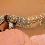 Perentie (Varanus giganteus), Alice Springs Reptile Centre NT