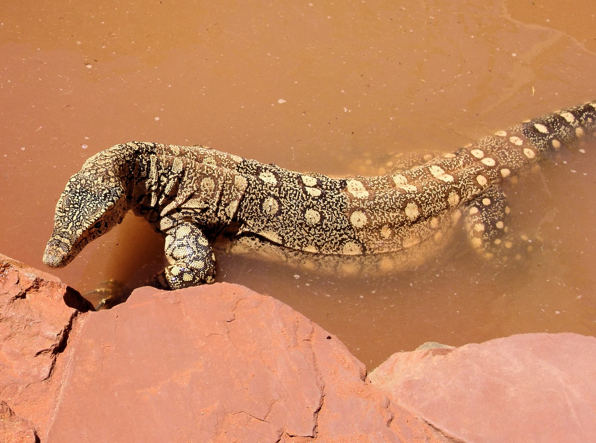 Perentie (Varanus giganteus), Alice Springs Reptile Centre NT