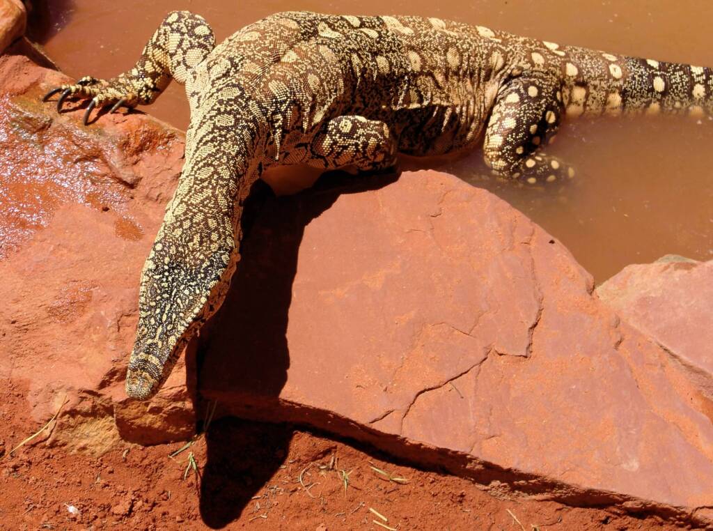 Perentie (Varanus giganteus), Alice Springs Reptile Centre NT
