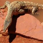 Perentie (Varanus giganteus), Alice Springs Reptile Centre NT