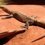 Perentie (Varanus giganteus), Alice Springs Reptile Centre NT