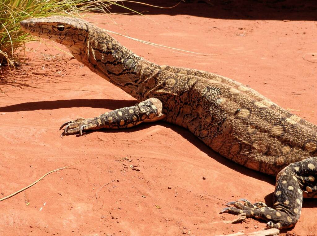 Perentie (Varanus giganteus), Alice Springs Reptile Centre NT