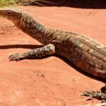 Perentie (Varanus giganteus), Alice Springs Reptile Centre NT
