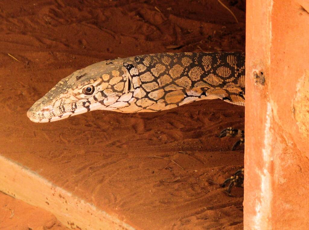 Perentie (Varanus giganteus), Alice Springs Reptile Centre NT