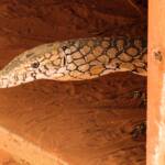 Perentie (Varanus giganteus), Alice Springs Reptile Centre NT