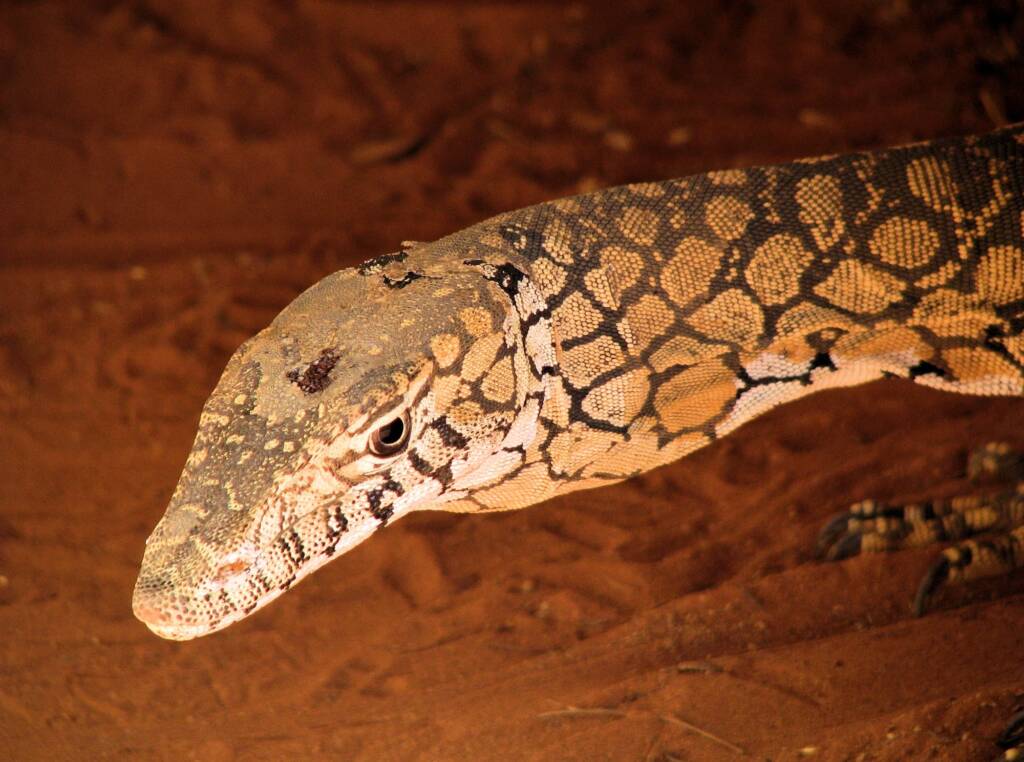 Perentie (Varanus giganteus), Alice Springs Reptile Centre NT