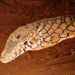 Perentie (Varanus giganteus), Alice Springs Reptile Centre NT