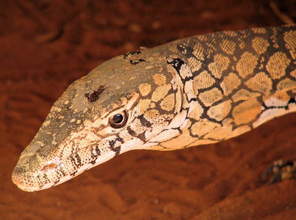 Perentie (Varanus giganteus), Alice Springs Reptile Centre NT