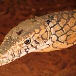 Perentie (Varanus giganteus), Alice Springs Reptile Centre NT