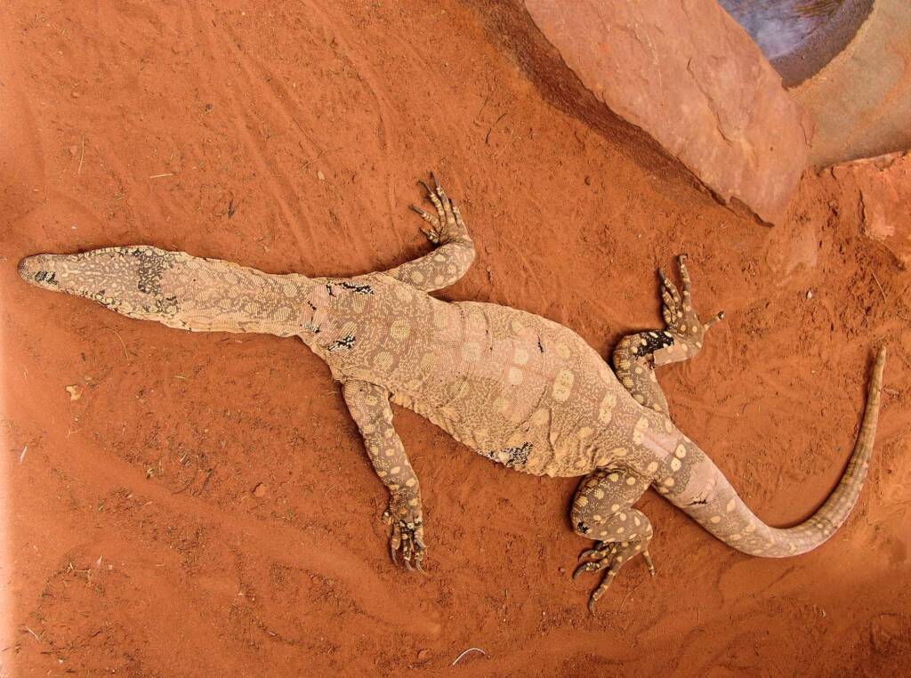 Perentie (Varanus giganteus), Alice Springs Reptile Centre NT