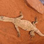 Perentie (Varanus giganteus), Alice Springs Reptile Centre NT